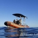 whale_humpback_h_00719_dom3524.jpg